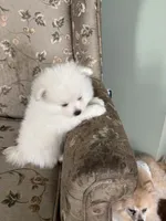 Eli, a male Pomeranian for sale in Cherokee, AL – 4 of 10