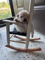 Jennifer aka J.J., a female Pomeranian for sale in Cherokee, AL – 4 of 4