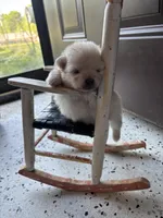 Jennifer aka J.J., a female Pomeranian for sale in Cherokee, AL – 3 of 4