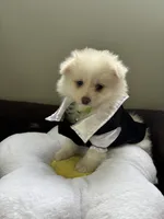 Samson, a male Pomeranian for sale in Cherokee, AL – 3 of 10