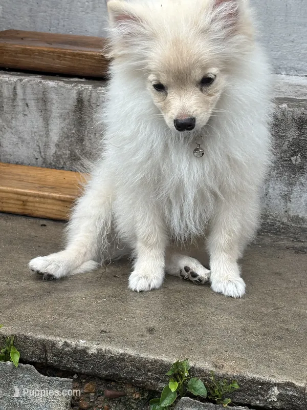 Simon – Pomeranian puppy for sale in Cherokee, AL
