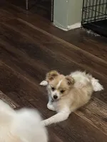 Penelope , a female Pomeranian for sale in Cherokee, AL – 3 of 10