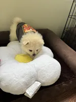 Gideon , a male Pomeranian for sale in Cherokee, AL – 10 of 10