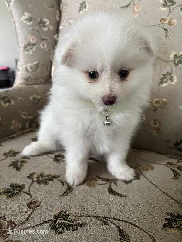 Samson – Pomeranian puppy for sale in Cherokee, AL