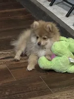 Finn, a male Pomeranian for sale in Cherokee, AL – 4 of 10