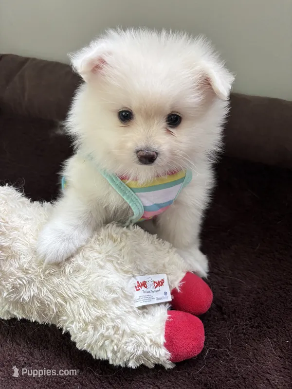 Elle – Pomeranian puppy for sale in Cherokee, AL