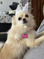 Penelope , a female Pomeranian for sale in Cherokee, AL – 9 of 10