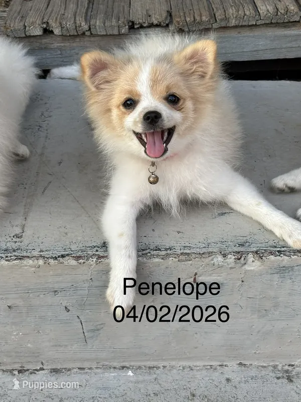 Penelope  – Pomeranian puppy for sale in Cherokee, AL