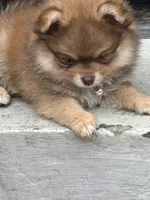 Hershey, a male Pomeranian for sale in Cherokee, AL – 3 of 8