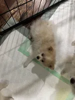 Penelope , a female Pomeranian for sale in Cherokee, AL – 5 of 8