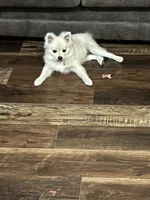 Eli, a male Pomeranian for sale in Cherokee, AL – 7 of 10