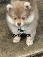 Finn, a male Pomeranian for sale in Cherokee, AL – 8 of 10