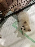 Penelope , a female Pomeranian for sale in Cherokee, AL – 4 of 8