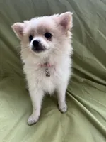 Penelope , a female Pomeranian for sale in Cherokee, AL – 3 of 8