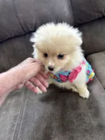 Lola, a female Pomeranian for sale in Cherokee, AL – 4 of 8