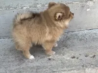 Finn, a male Pomeranian for sale in Cherokee, AL – 4 of 8