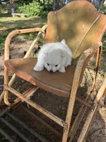 Eli, a male Pomeranian for sale in Cherokee, AL – 10 of 10