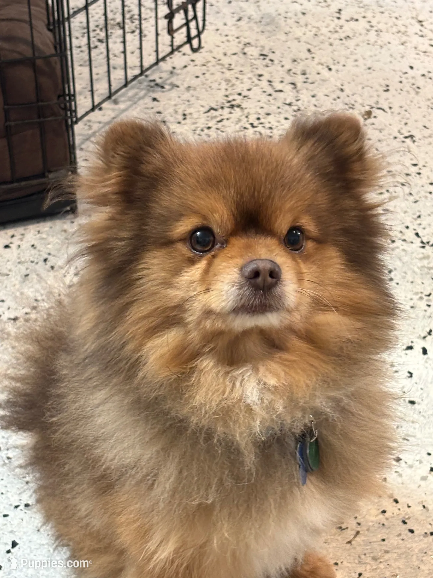 Gideon , a male Pomeranian for sale in Cherokee, AL – 9 of 10