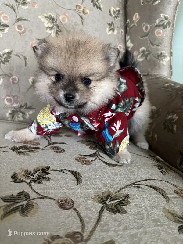 Derek – Pomeranian puppy for sale in Cherokee, AL