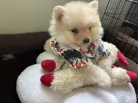 Simon, a male Pomeranian for sale in Cherokee, AL – 5 of 10