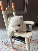 Elle, a female Pomeranian for sale in Cherokee, AL – 4 of 4