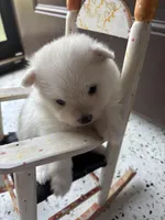 Elle, a female Pomeranian for sale in Cherokee, AL – 1 of 4