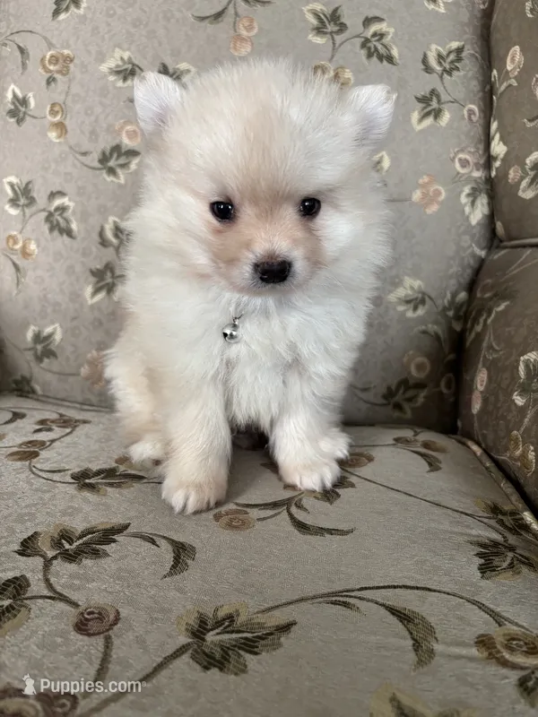 Simon – Pomeranian puppy for sale in Cherokee, AL
