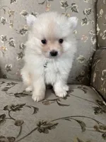 Simon, a male Pomeranian for sale in Cherokee, AL – 1 of 10