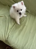 Eli, a male Pomeranian for sale in Cherokee, AL – 2 of 6