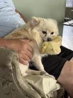 Finn, a male Pomeranian for sale in Cherokee, AL – 9 of 10