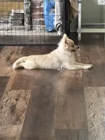 Simon, a male Pomeranian for sale in Cherokee, AL – 8 of 10