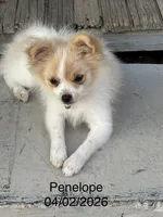 Penelope , a female Pomeranian for sale in Cherokee, AL – 4 of 10