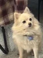 Samson, a male Pomeranian for sale in Cherokee, AL – 10 of 10