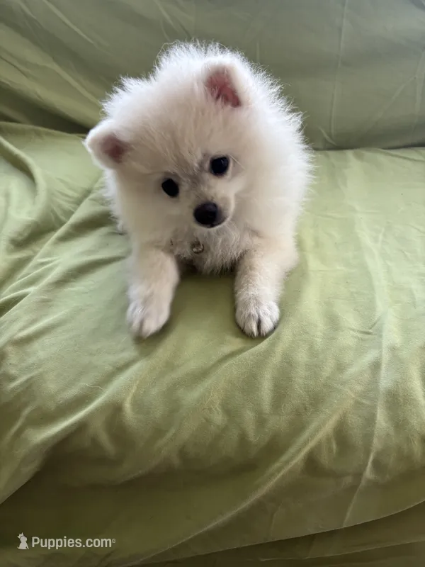 Gideon  – Pomeranian puppy for sale in Cherokee, AL