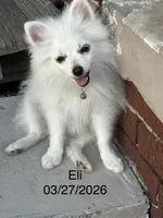 Eli, a male Pomeranian for sale in Cherokee, AL – 2 of 10