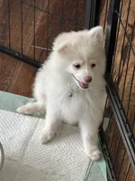 Samson, a male Pomeranian for sale in Cherokee, AL – 7 of 7