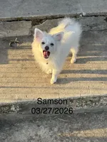 Samson, a male Pomeranian for sale in Cherokee, AL – 6 of 10