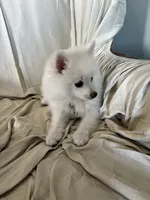 Elle, a female Pomeranian for sale in Cherokee, AL – 1 of 10