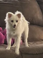 Samson, a male Pomeranian for sale in Cherokee, AL – 8 of 10