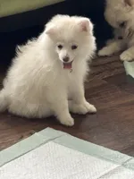 Samson, a male Pomeranian for sale in Cherokee, AL – 2 of 7