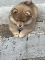 Finn, a male Pomeranian for sale in Cherokee, AL – 3 of 8