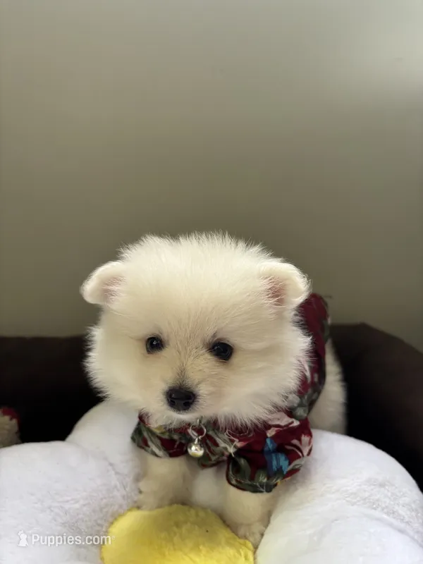Eli – Pomeranian puppy for sale in Cherokee, AL