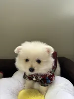 Eli, a male Pomeranian for sale in Cherokee, AL – 1 of 10
