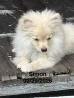 Simon, a male Pomeranian for sale in Cherokee, AL – 5 of 10