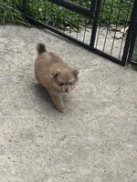 Finn, a male Pomeranian for sale in Cherokee, AL – 8 of 8