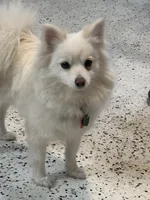 Eli, a male Pomeranian for sale in Cherokee, AL – 9 of 10