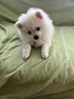 Eli, a male Pomeranian for sale in Cherokee, AL – 3 of 6