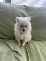 Simon, a male Pomeranian for sale in Cherokee, AL – 5 of 7