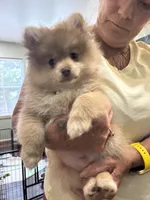 Finn, a male Pomeranian for sale in Cherokee, AL – 6 of 10