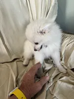 Elle, a female Pomeranian for sale in Cherokee, AL – 8 of 10